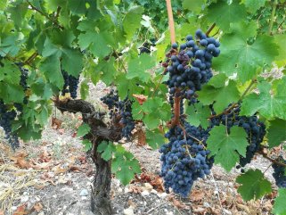 葡萄酒代理批發生意的前景怎么樣